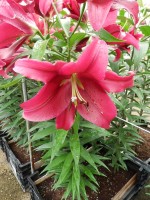 [5173 Borrello No02.JPG]